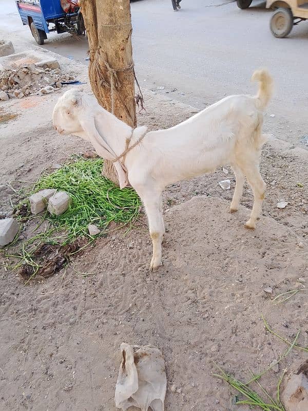 urgent sell for Gulabi bakri patti 1