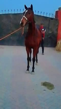 Imported mare for aale