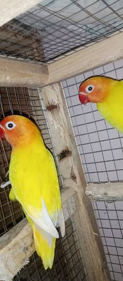 RED EYE SPLIT LOTINO PARSONATA PAIR