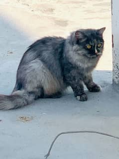 breeder female triple Court most beautiful cat