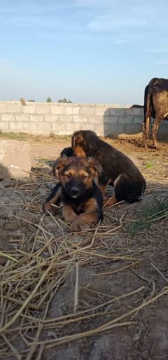 Pure Rottwieler puppies both male and female available for sale