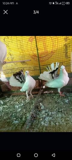 English fantail pair for sale