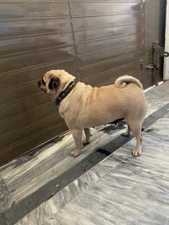 female pug for sale