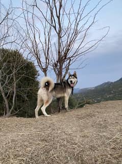 Husky Male Dog