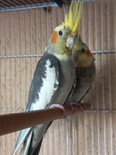 COCKATEIL 1 ADULT BREEDER PAIR AND 3 CHICK