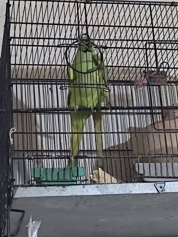 Ringneck breeder pair 0