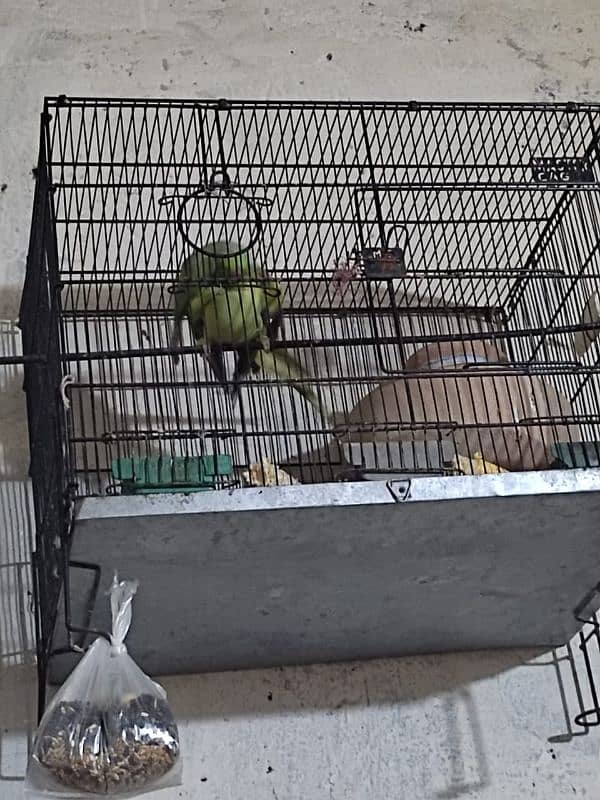 Ringneck breeder pair 1