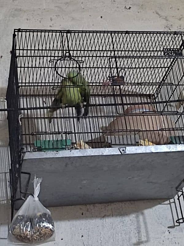 Ringneck breeder pair 2