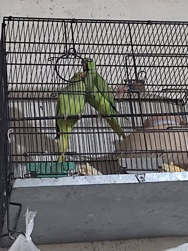 Ringneck breeder pair 3