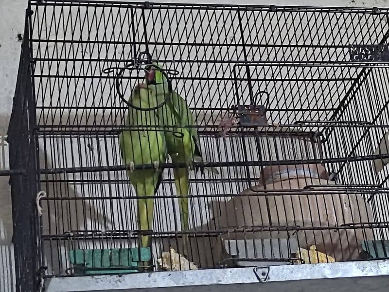 Ringneck breeder pair 4