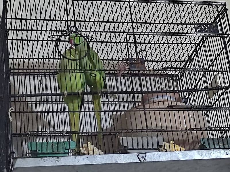 Ringneck breeder pair 5