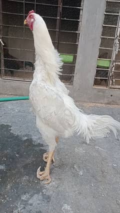 king size o shamo /panggla /high quality/ paper white shamo male/