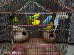 parrot_Parrots