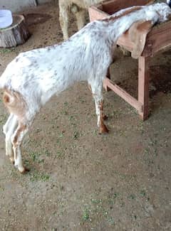 bakri ka bacha WhatsApp number 03240159701