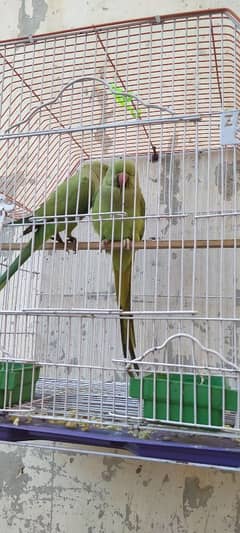 Green parrot pair