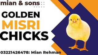 GOLDEN MISRI CHICKS AVAILABLE BOOKING STARTS FROM NOW