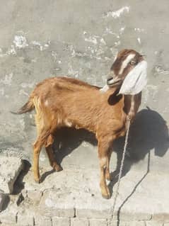 Bakri