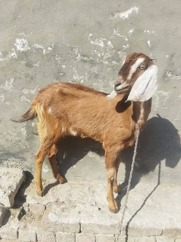 Bakri 0