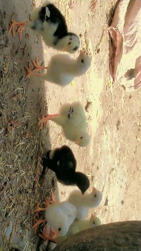 Aseel chicks 2