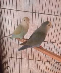 rosicoli breeder pair for sale