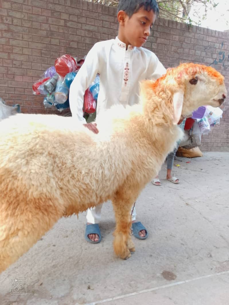 kajla /chatra / bakra | mundra | Breader | بکرا | male Sheep /goat 1