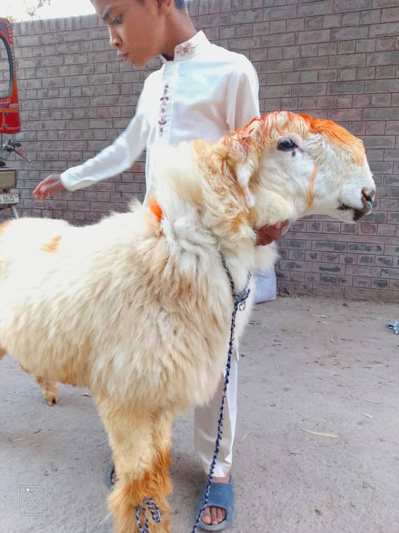 kajla /chatra / bakra | mundra | Breader | بکرا | male Sheep /goat 2