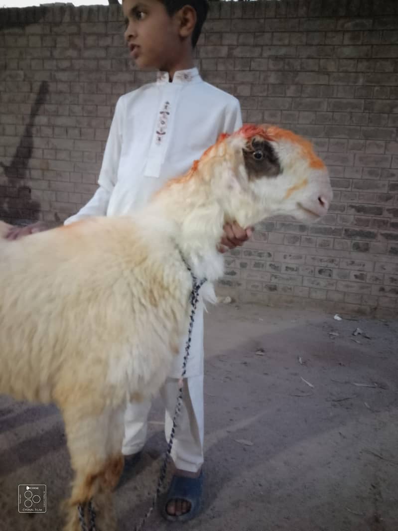 kajla /chatra / bakra | mundra | Breader | بکرا | male Sheep /goat 4