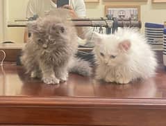 pair of kittens(single is for 12k)