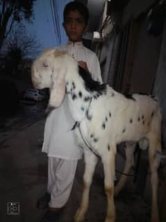 kajla /chatra / bakra | mundra | Breader | بکرا | male Sheep /goat