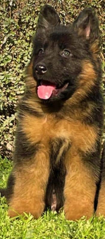 German Shepherd long coat female age 2 months 15 days show quality 0