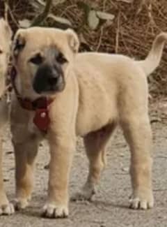 Turkish Kangal dabal hadi male havey bone starcture for sale