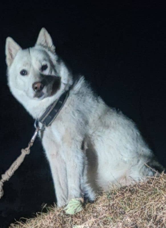 beautiful white siberian husky female available 0