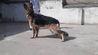 German shepherd male 16 months long coat