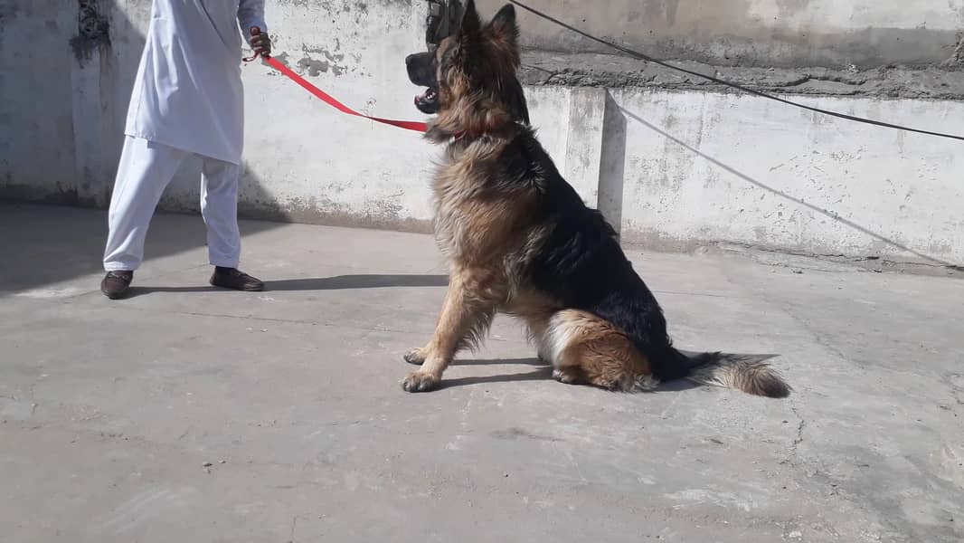 German shepherd male 16 months long coat 1