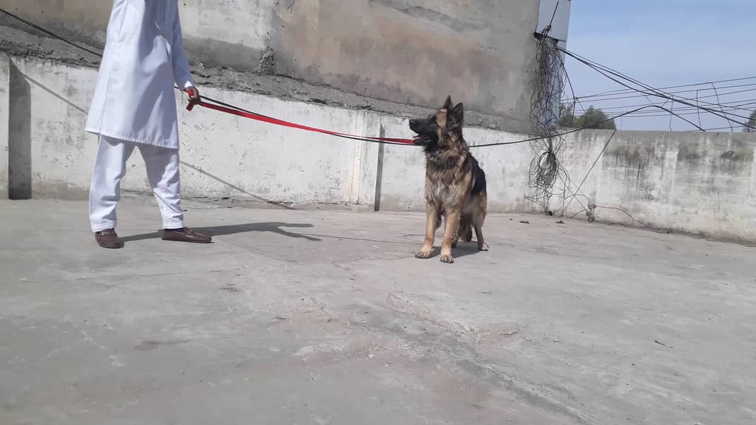 German shepherd male 16 months long coat 2