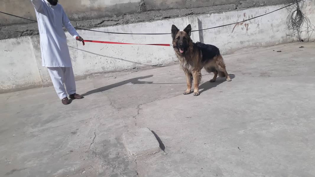 German shepherd male 16 months long coat 3