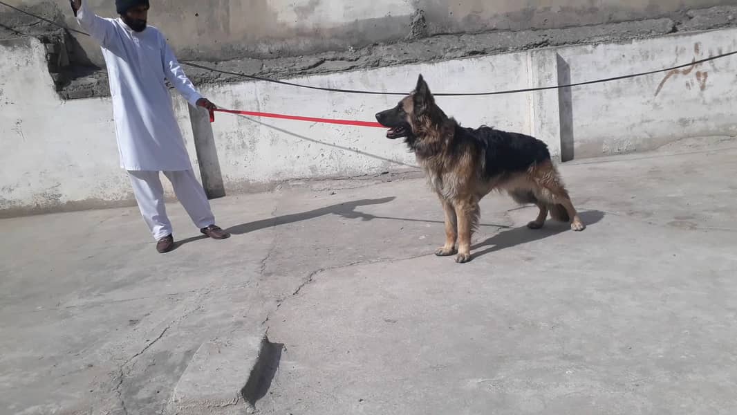 German shepherd male 16 months long coat 4