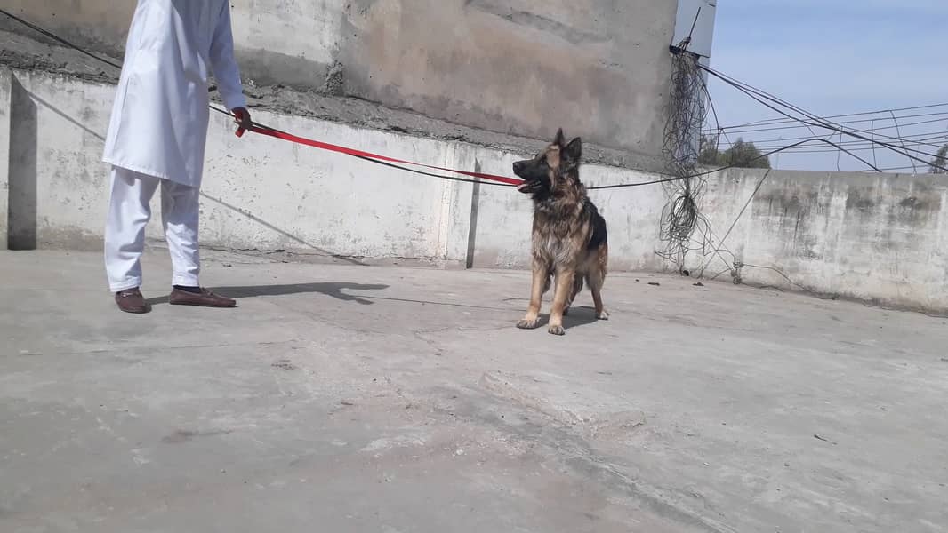 German shepherd male 16 months long coat 5