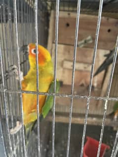 Sun conure