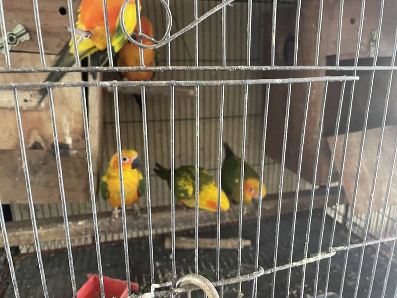 Sun conure 3