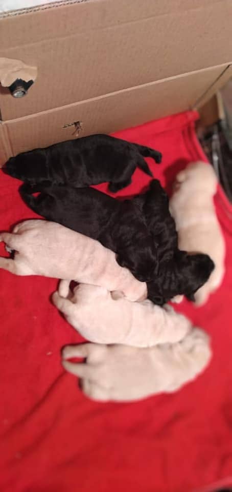 Labrador  puppy imported Bloodline 0