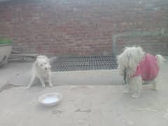 2 poodle female dogs