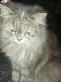 pure Persian Cats Male Female Pair Urgent Sell