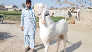 desi bakra for sale WhatsApp number 03487390292)