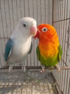 Lovebirds Pathy Breeder