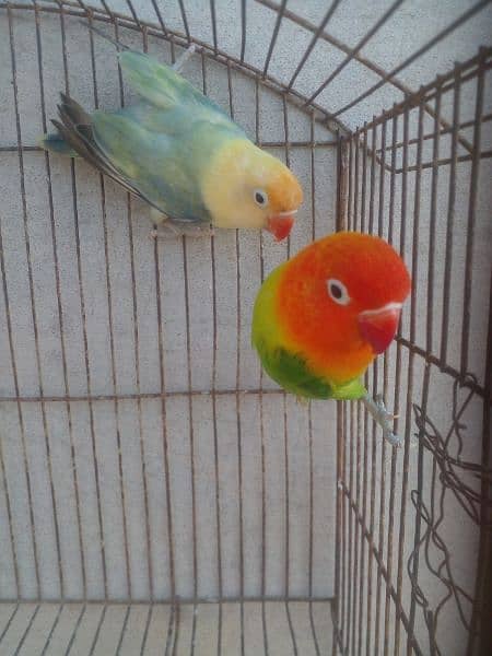 Lovebirds Pathy Breeder 2