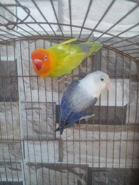 Lovebirds Pathy Breeder 3