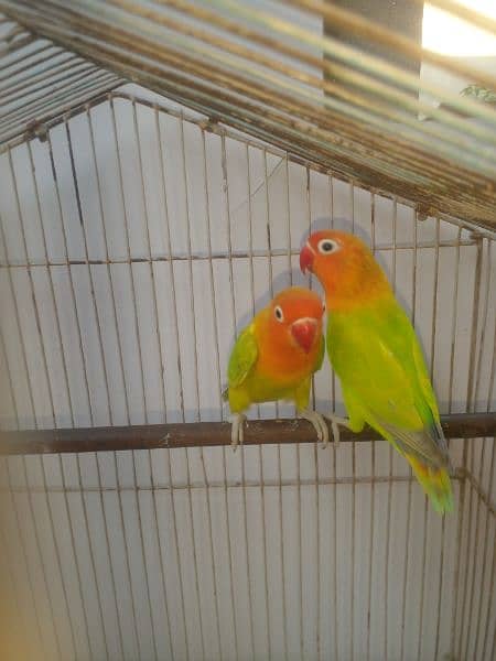 Lovebirds Pathy Breeder 4