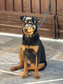 rottweiler female puppy 7 months old