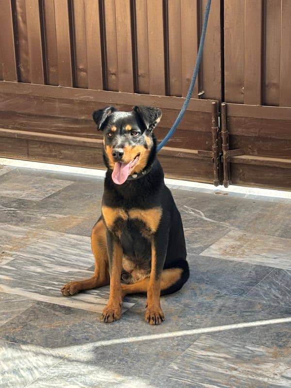 rottweiler female puppy 7 months old 1